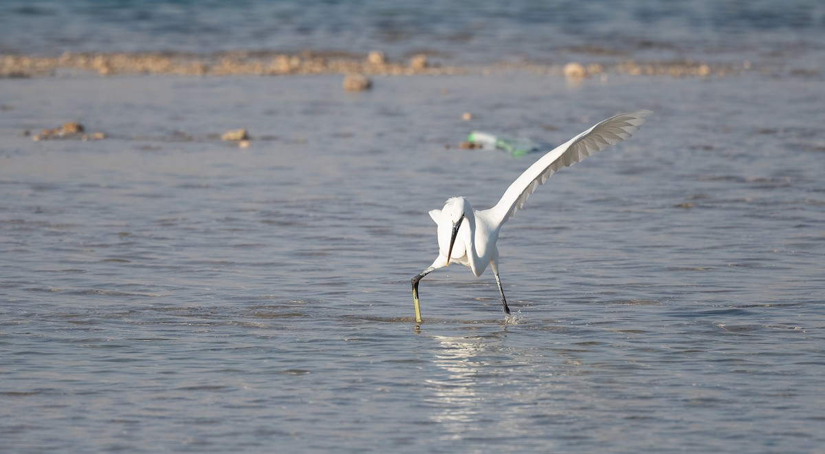 Garceta Dimorfa - ML646521531