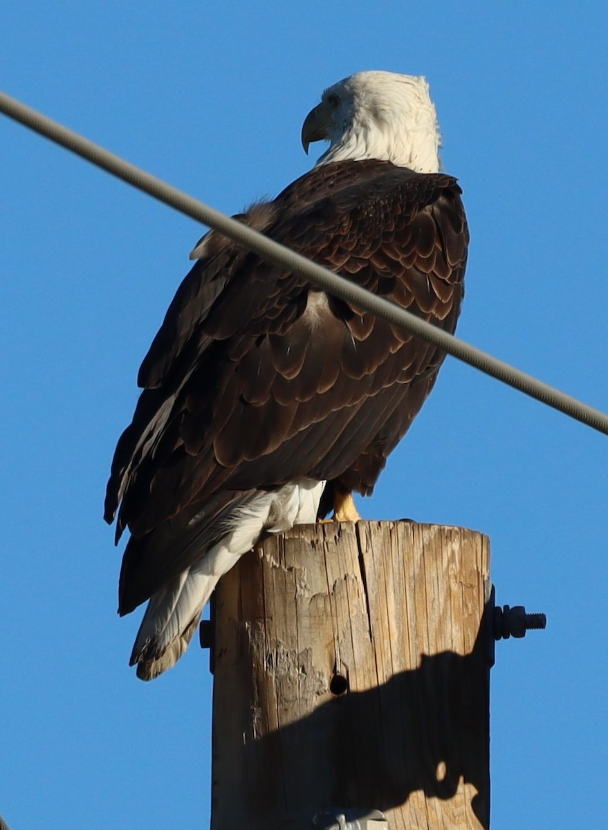 Pigargo Americano - ML646521532