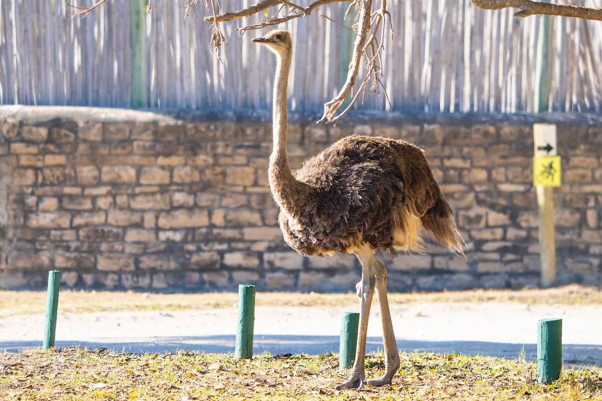 Avestruz Común - ML646521533