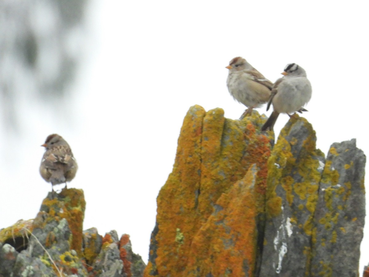 Chingolo Coroniblanco - ML646521535