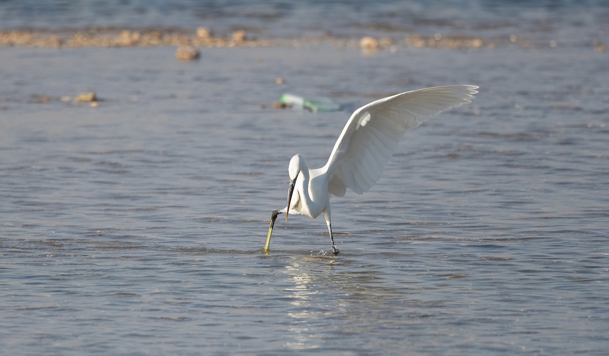 Garceta Dimorfa - ML646521536