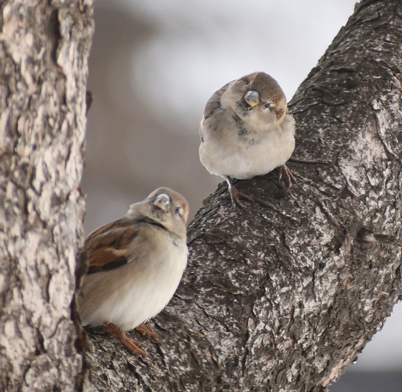 Gorrión Común - ML646521537