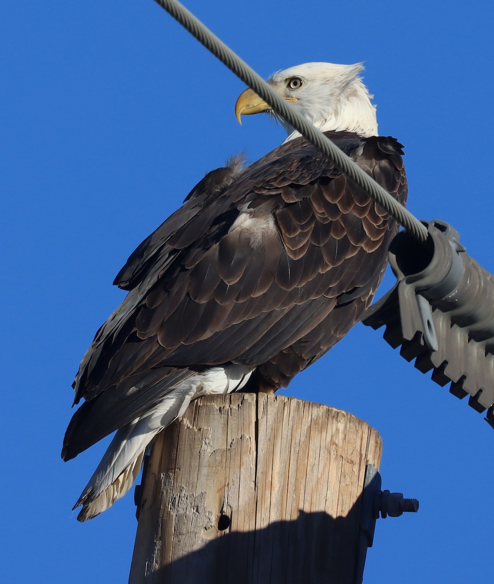 Pigargo Americano - ML646521547