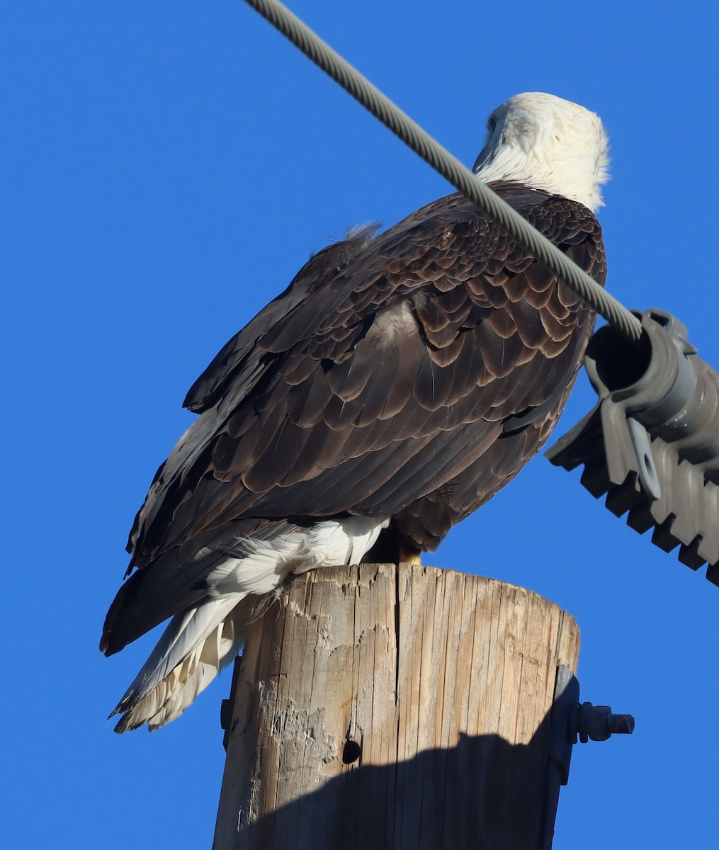 Pigargo Americano - ML646521548