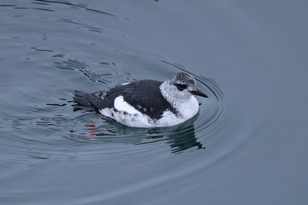 Arao Aliblanco - ML646521549