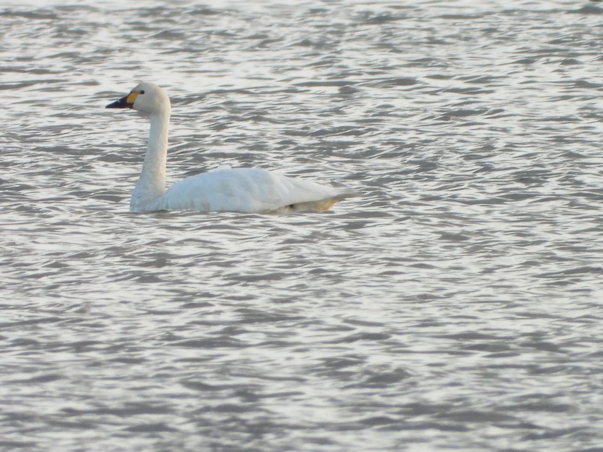 labuť malá - ML646521550