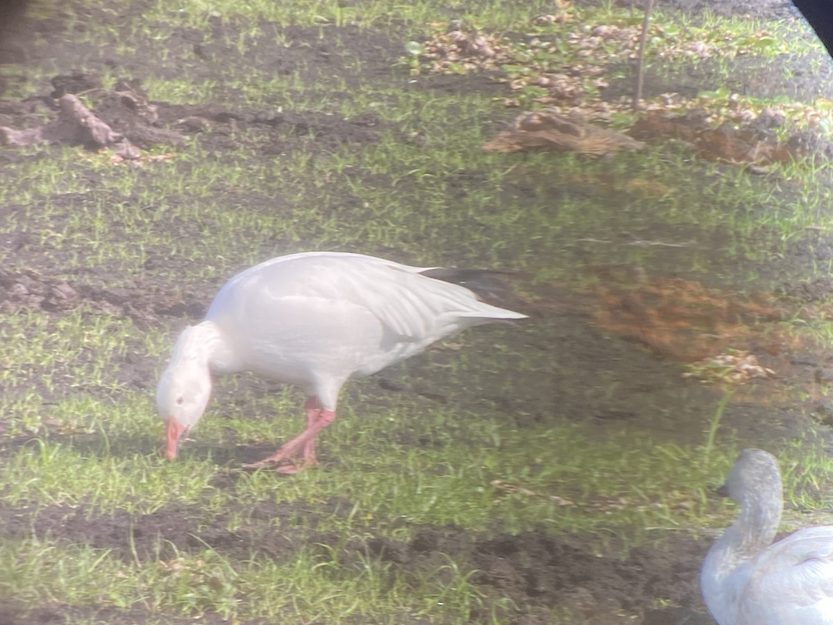 Ánsar Nival - ML646521551