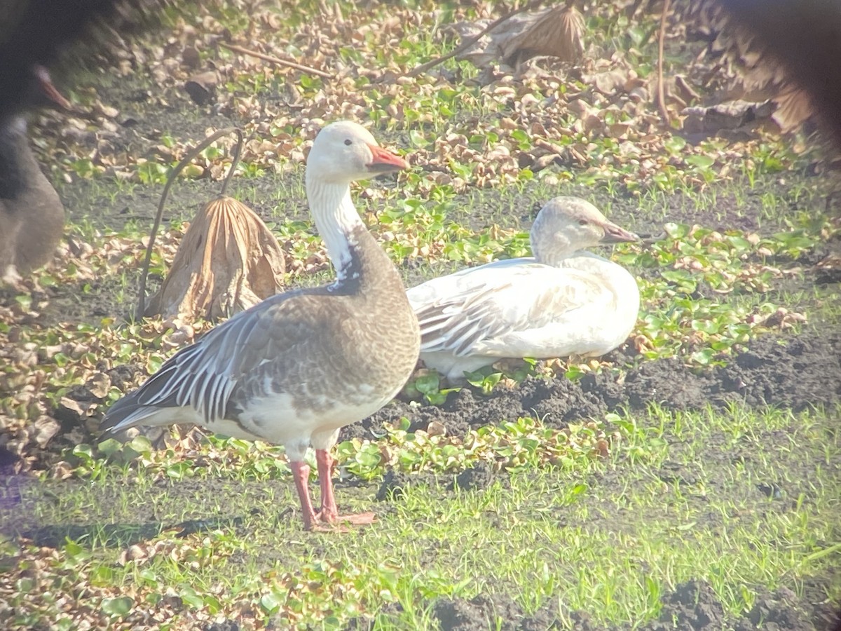 Snow Goose - ML646521552