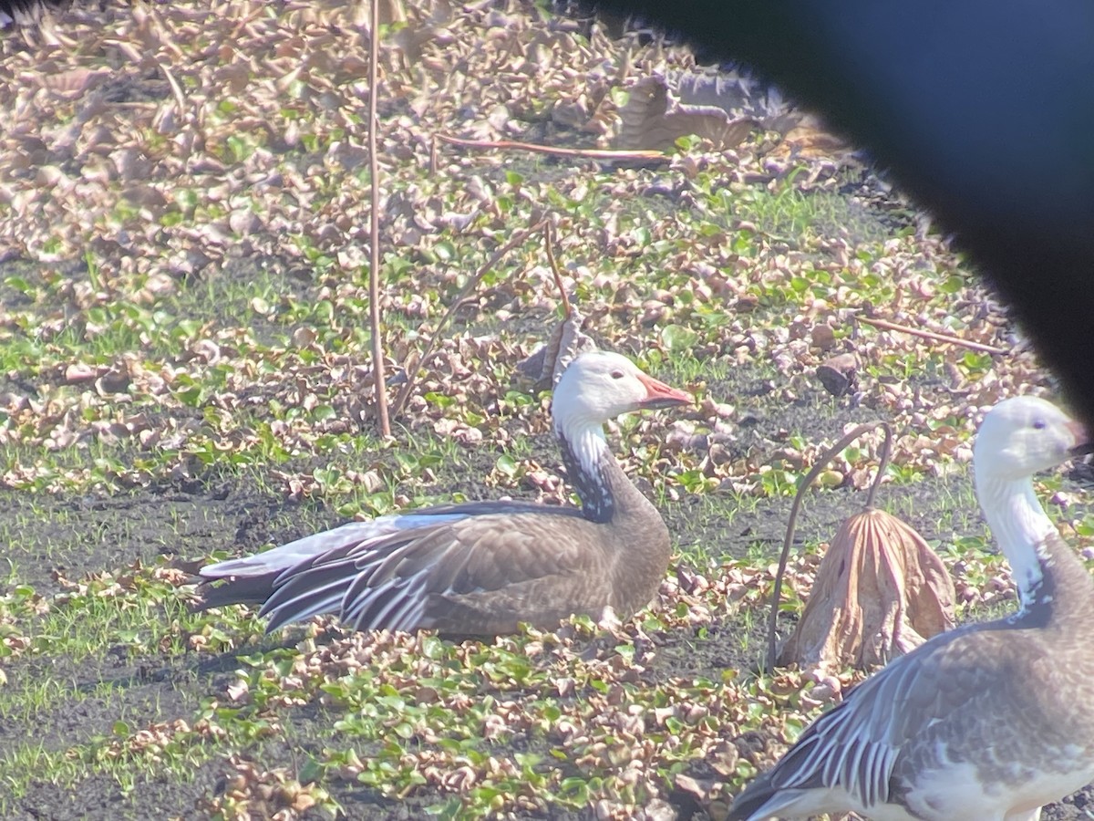 Ánsar Nival - ML646521553