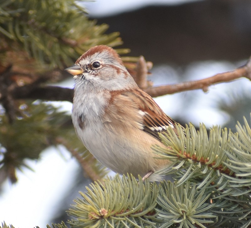 Chingolo Arbóreo - ML646521554