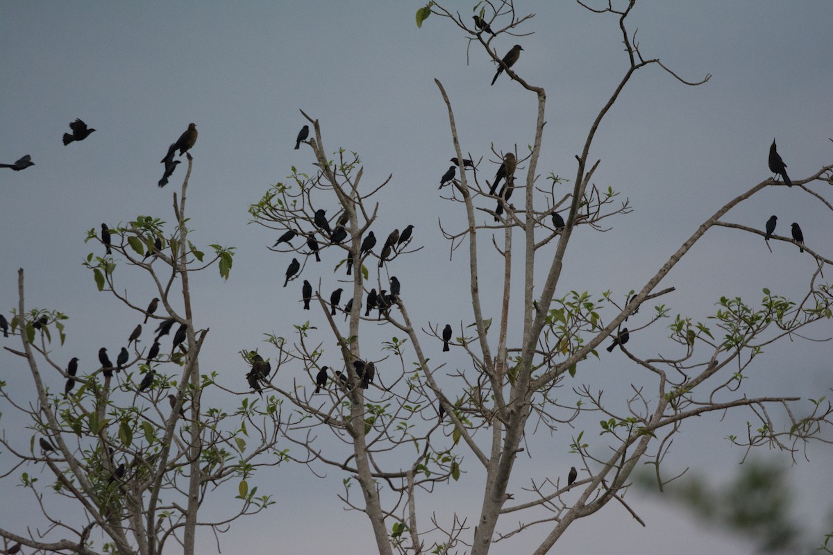 Красноглазый трупиал - ML646521555