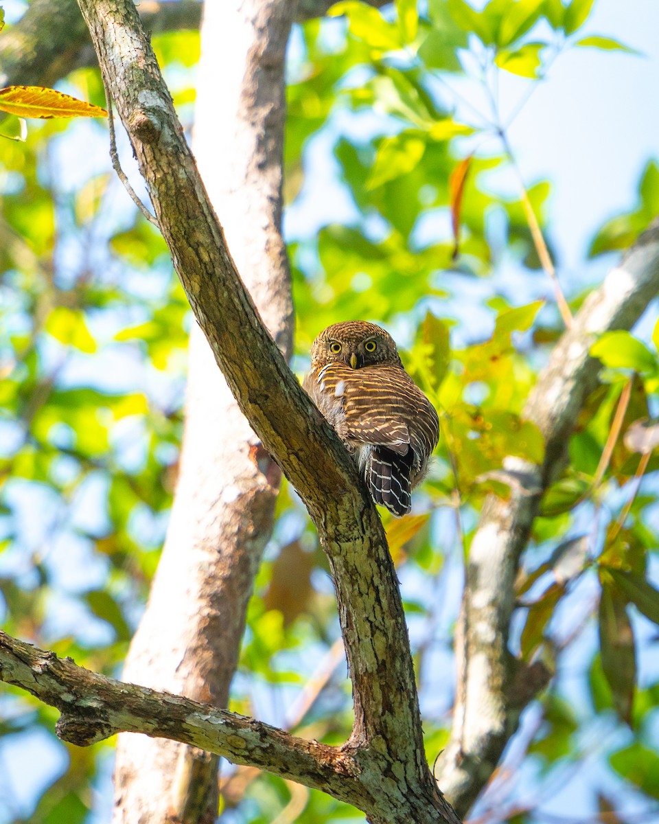 Asian Barred Owlet - ML646521556