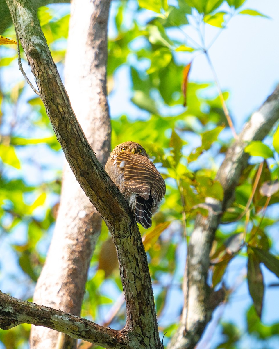 Asian Barred Owlet - ML646521557
