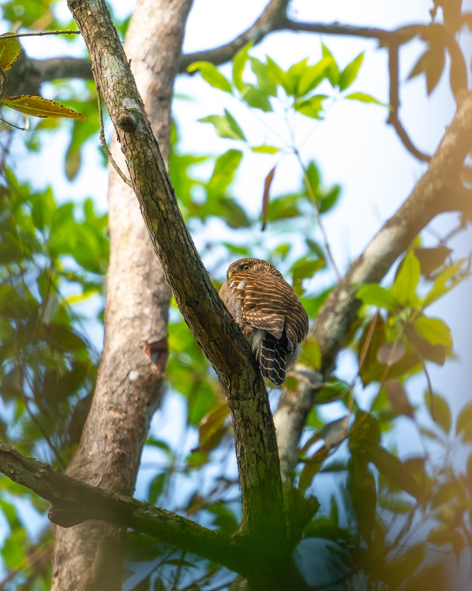 Asian Barred Owlet - ML646521558