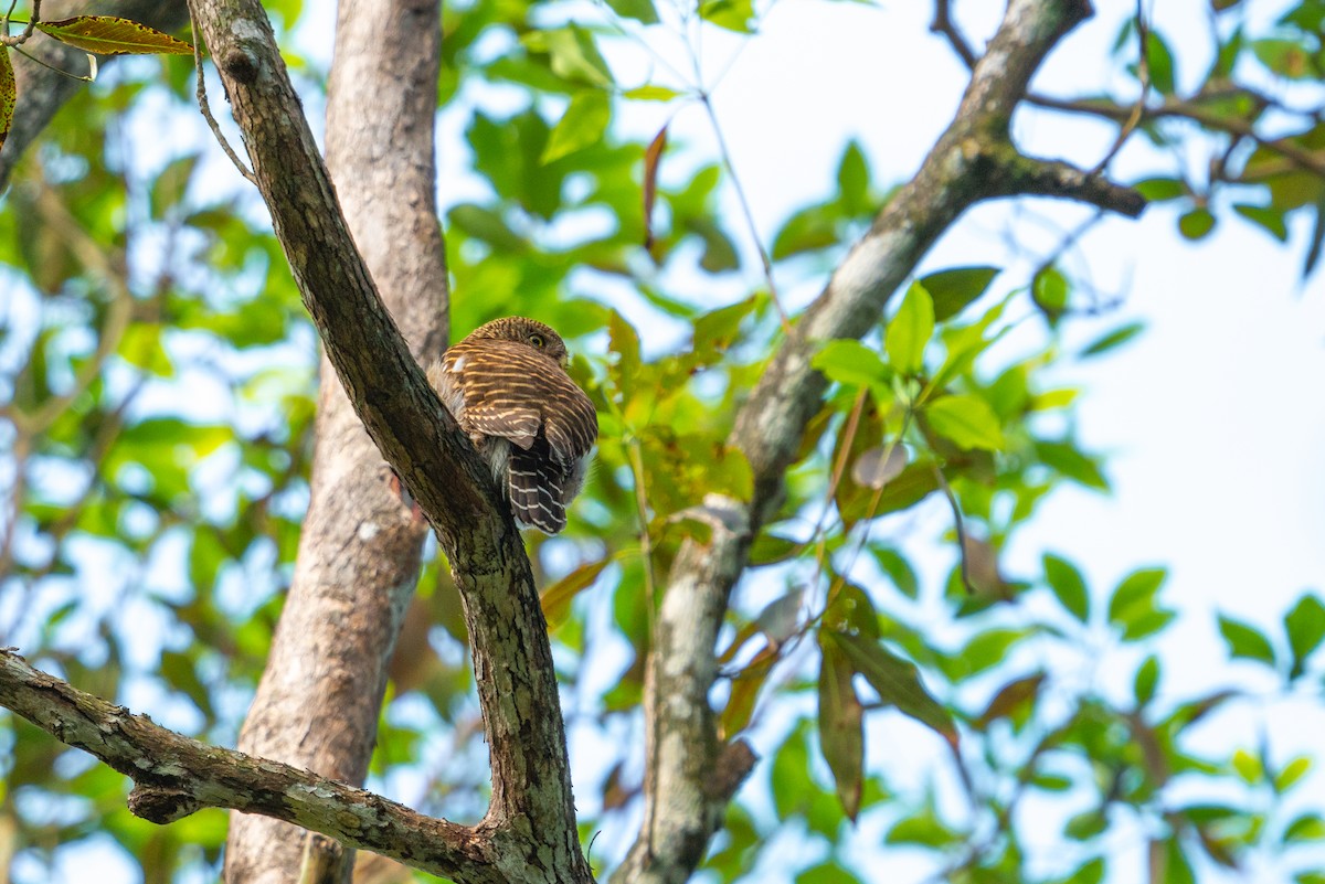 Asian Barred Owlet - ML646521559