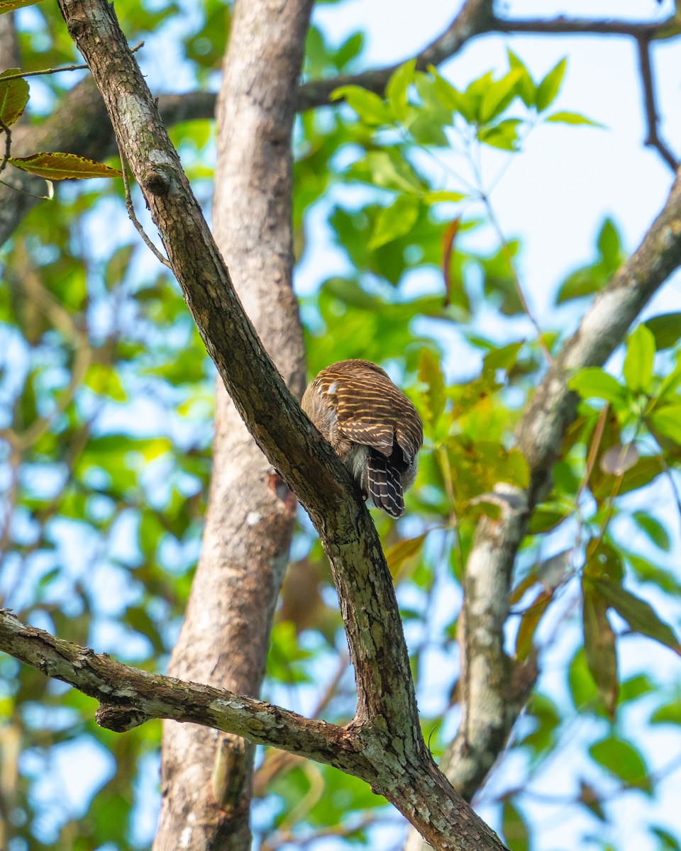 Asian Barred Owlet - ML646521560