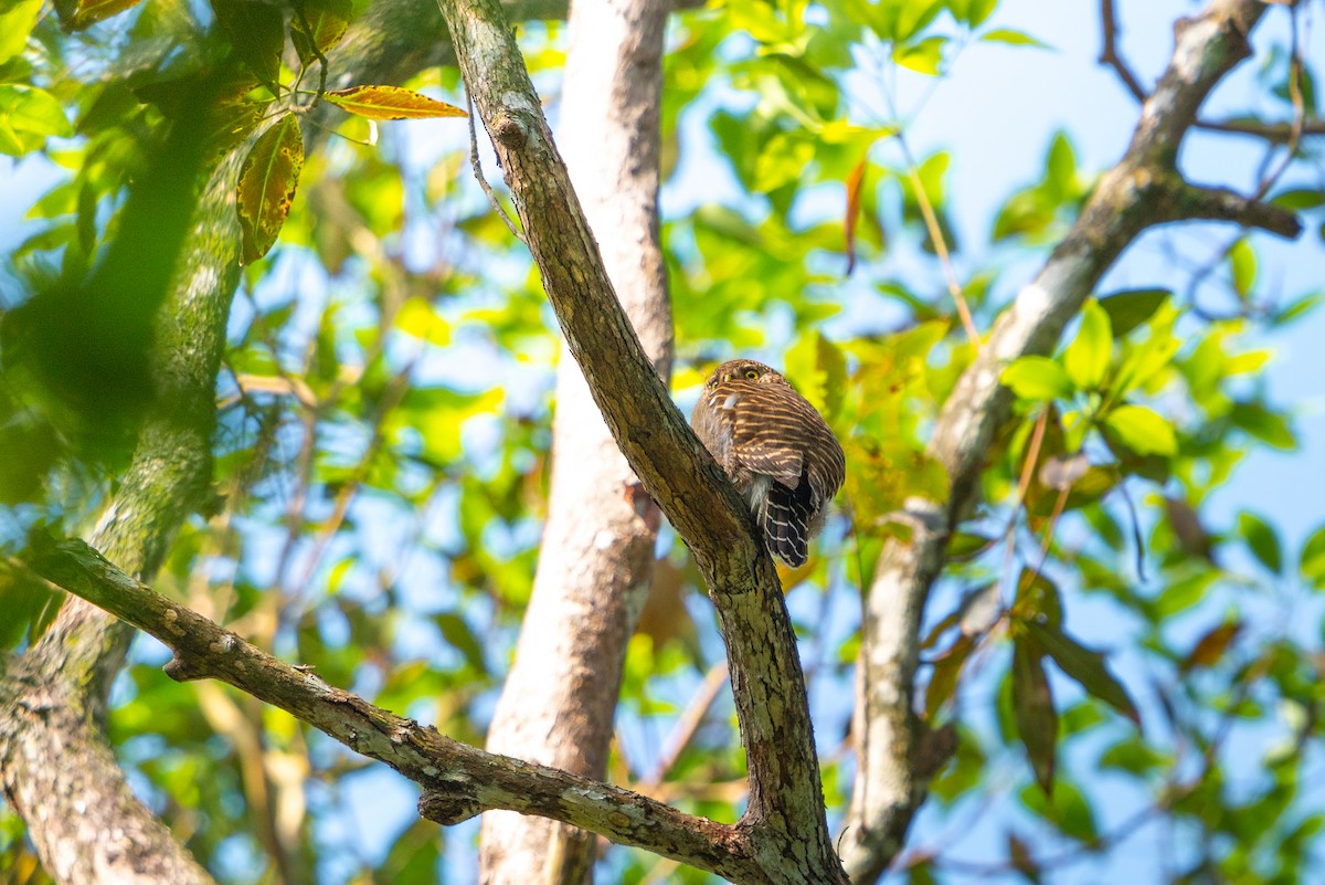 Asian Barred Owlet - ML646521562