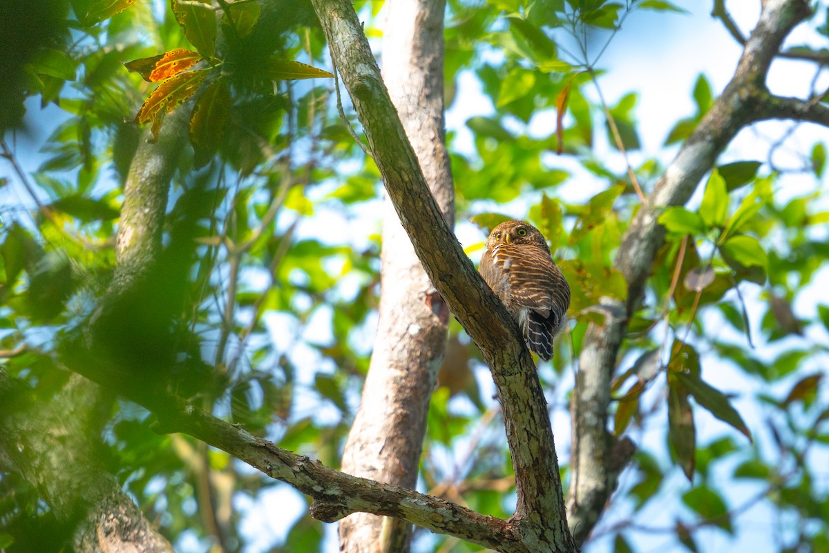 Asian Barred Owlet - ML646521563