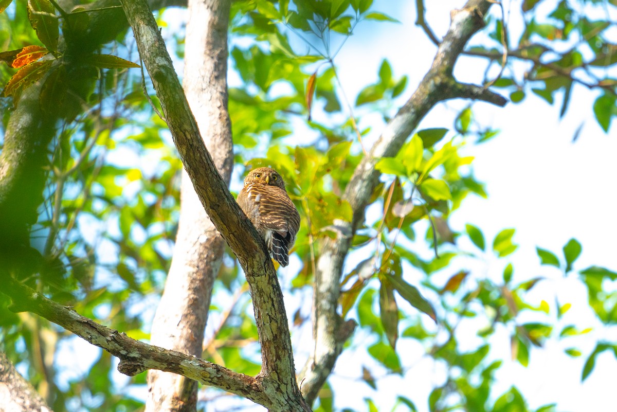 Asian Barred Owlet - ML646521564