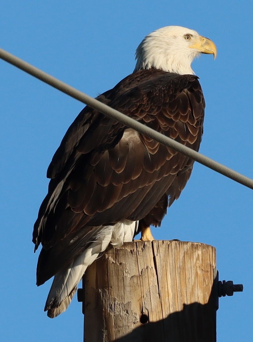 hvithodehavørn - ML646521565