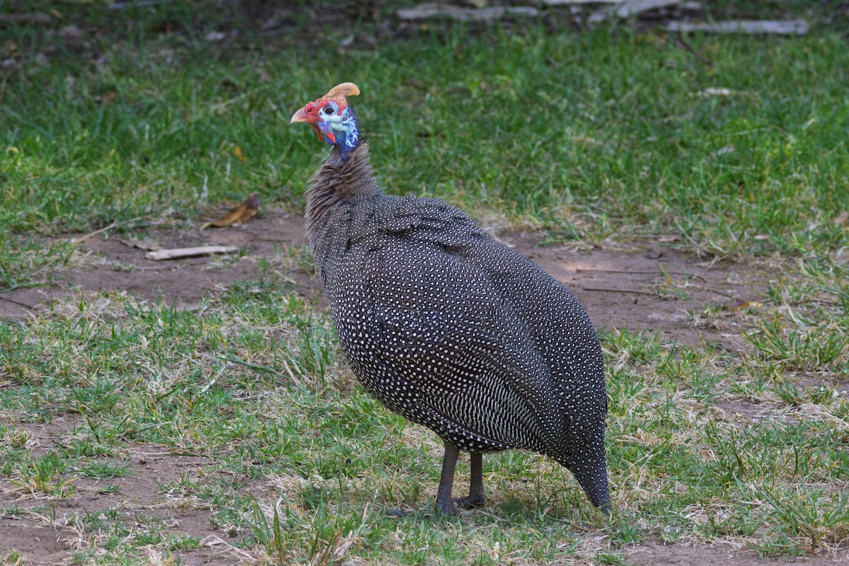 Helmeted Guineafowl - ML646521566