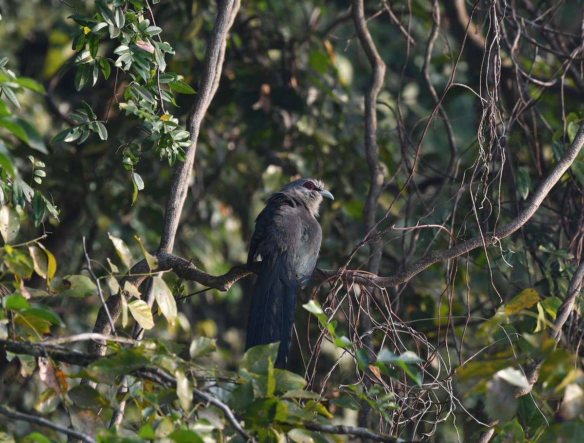 Green-billed Malkoha - ML646521568
