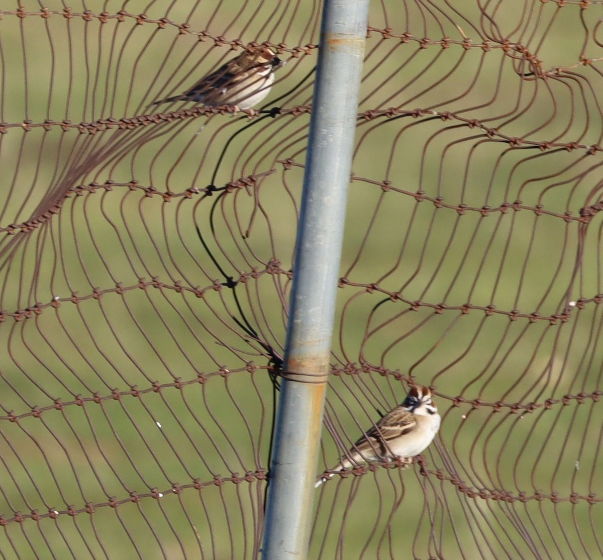 lerkespurv - ML646521572