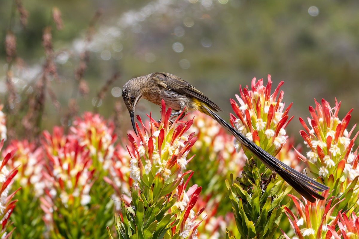 Cape Sugarbird - ML646521575