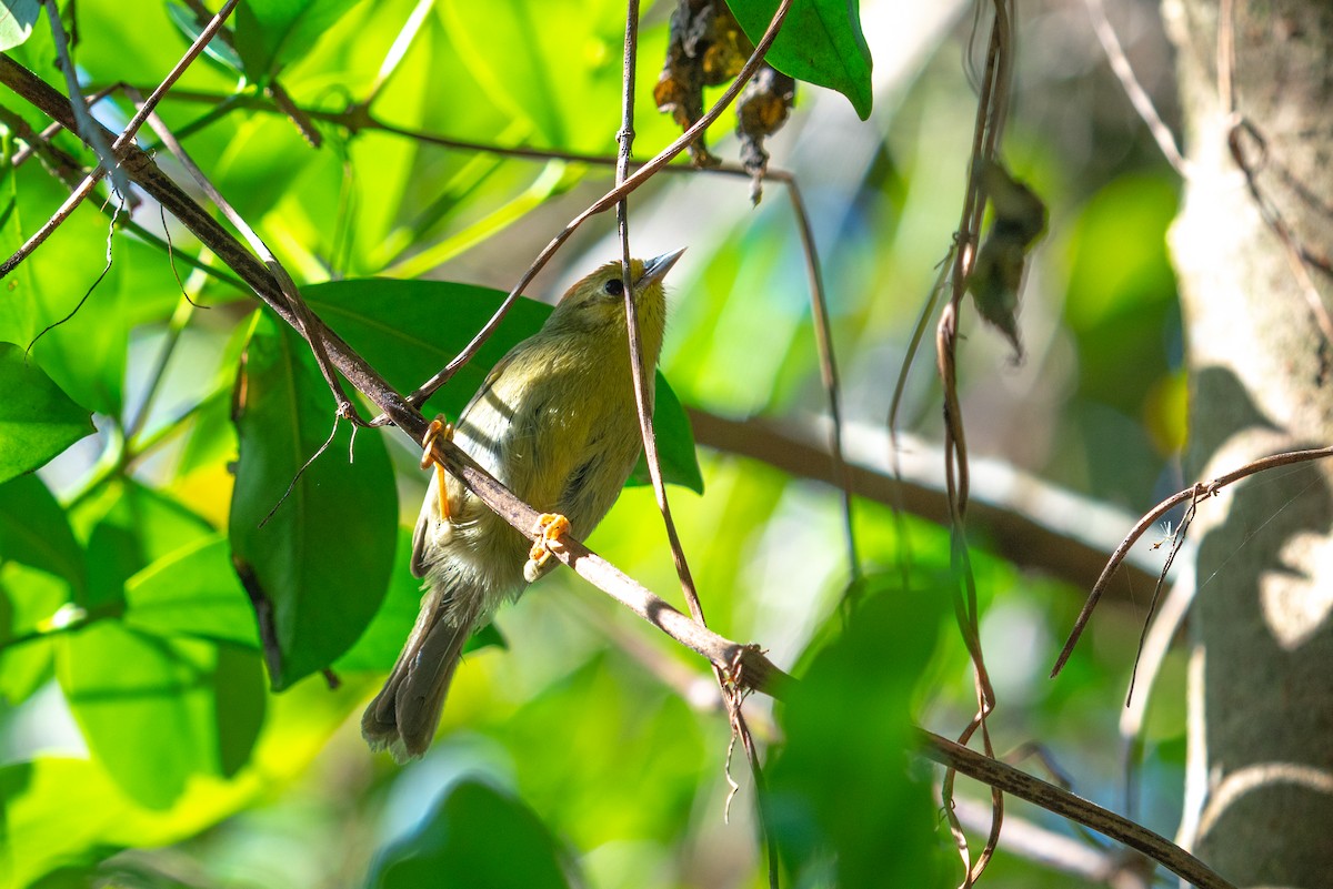 Rufous-capped Babbler - ML646521576