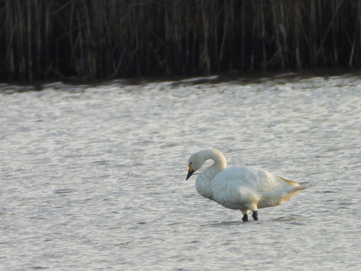 labuť malá - ML646521580