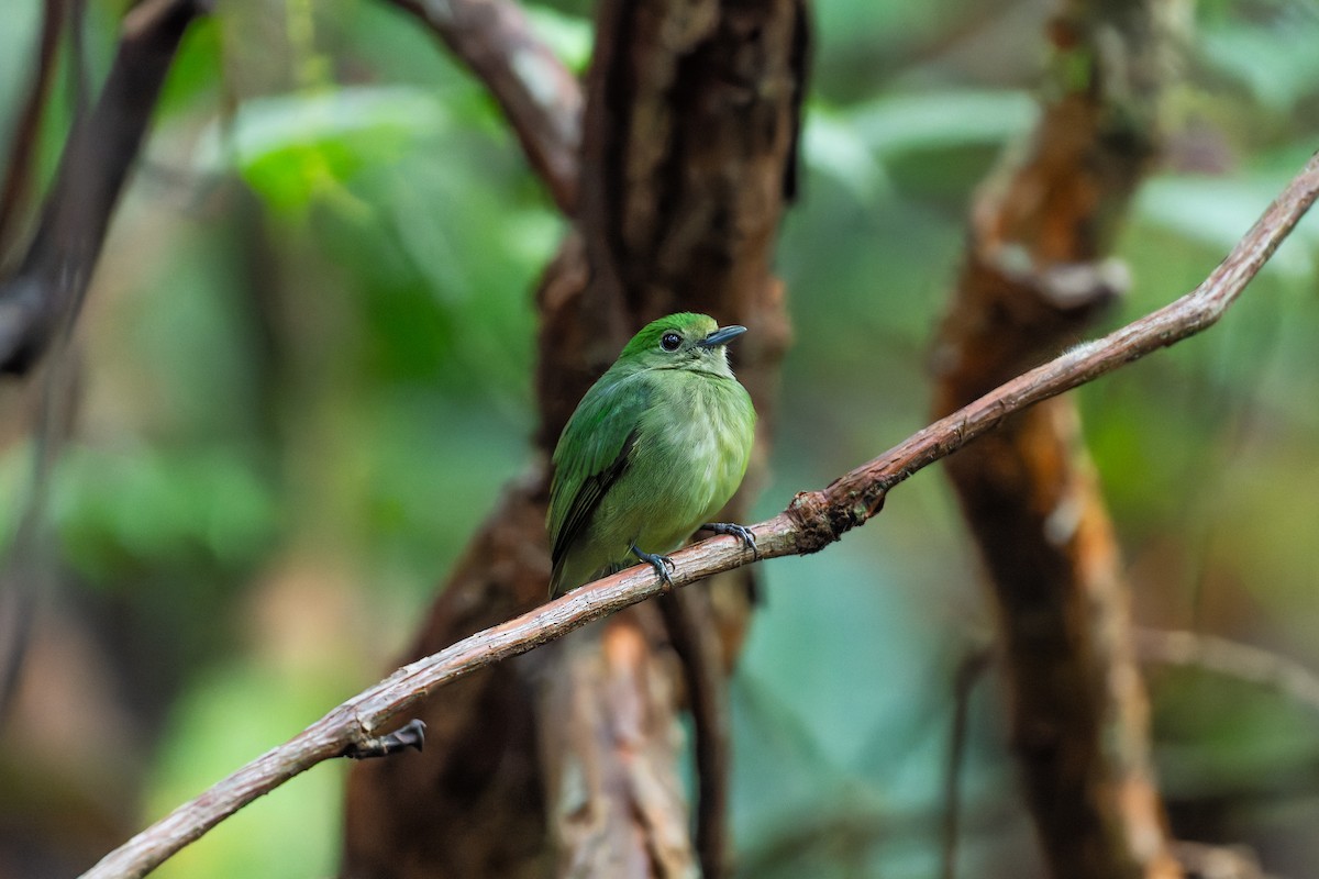 Velvety Manakin - ML646521581