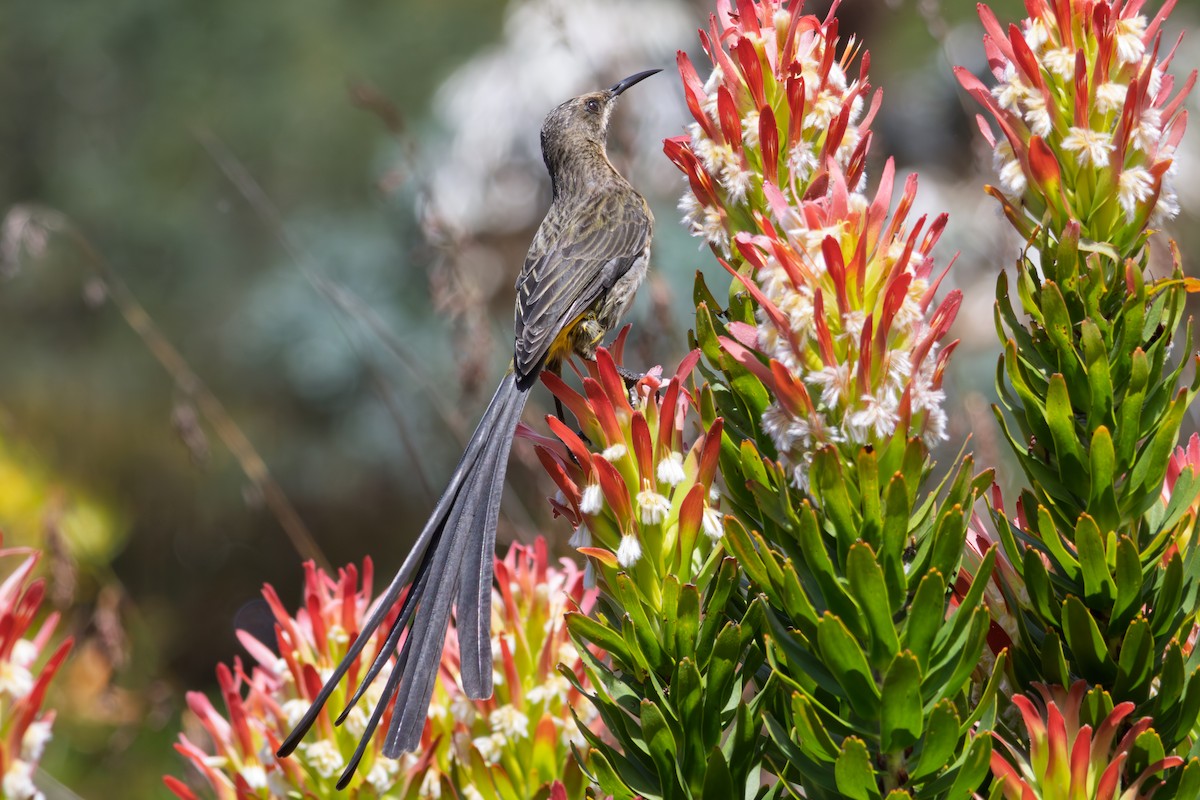 Cape Sugarbird - ML646521582