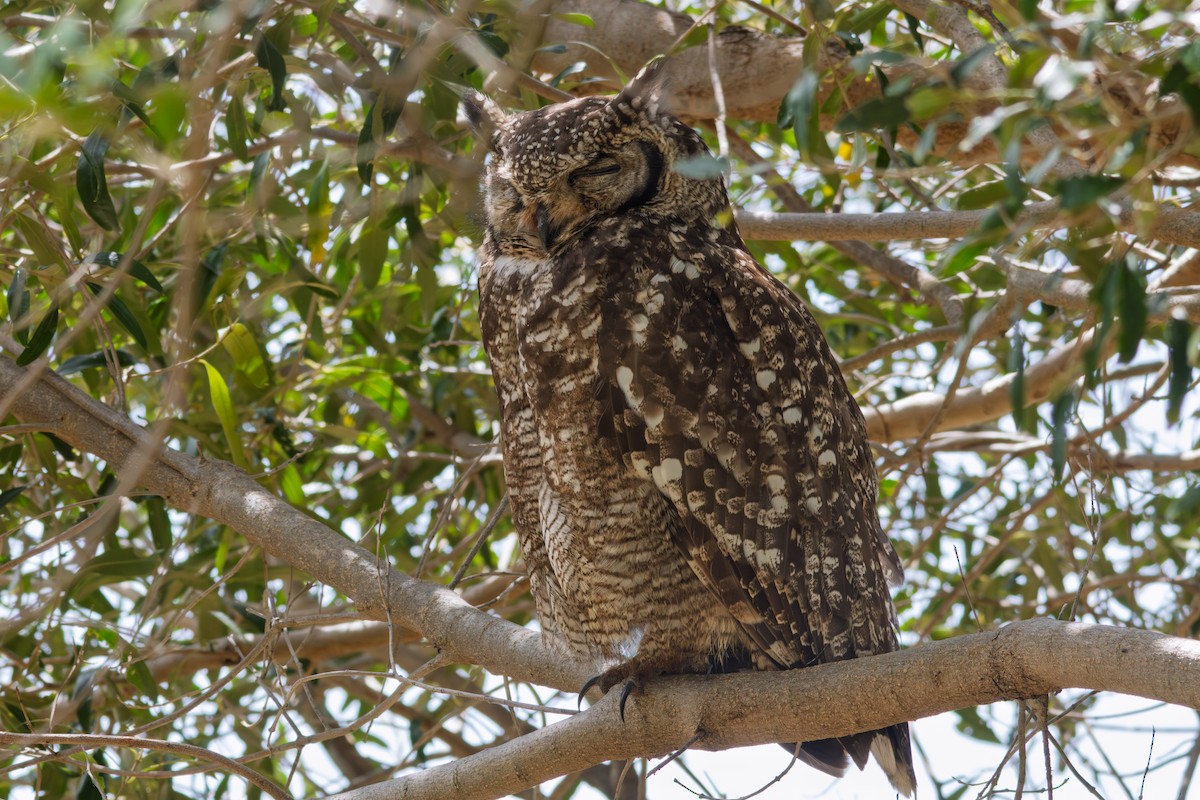 Spotted Eagle-Owl - ML646521584