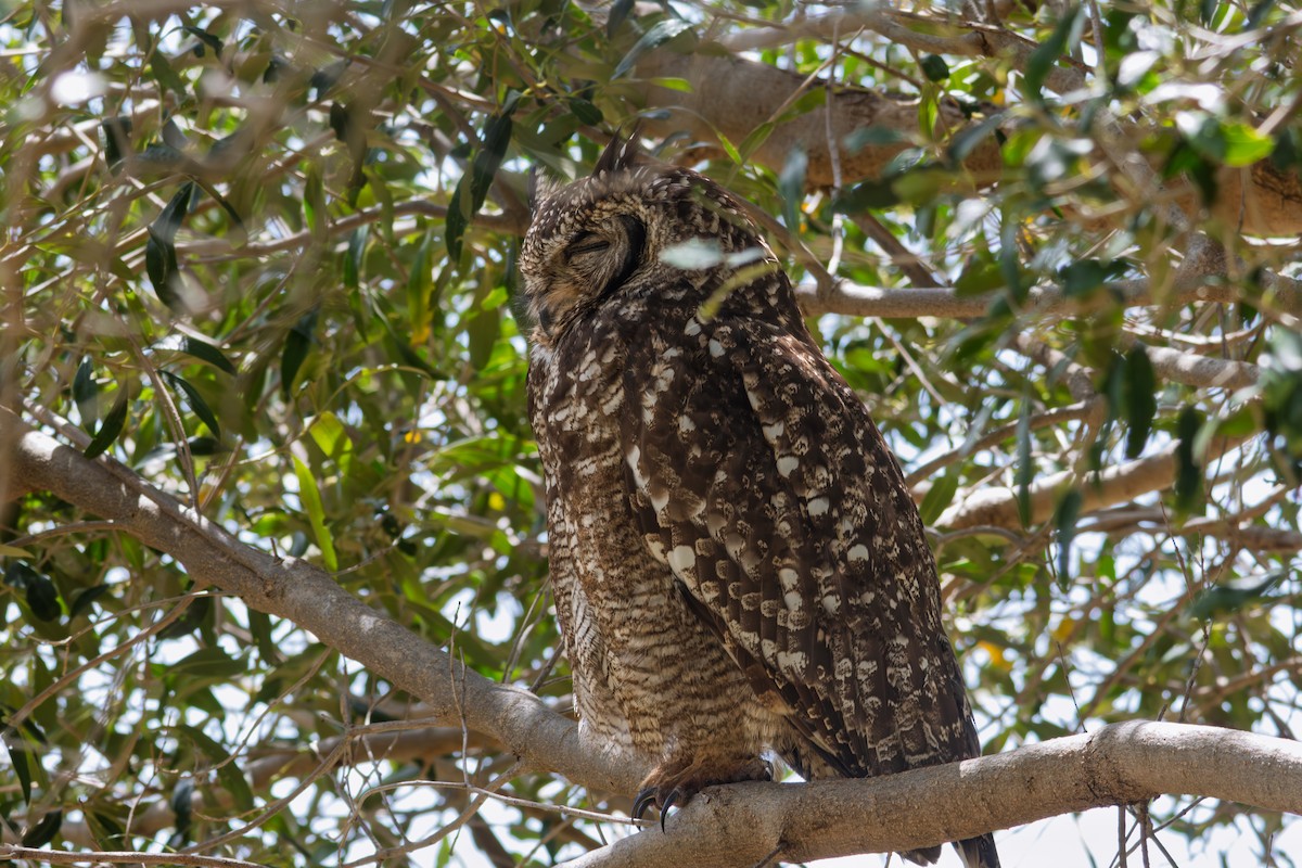 Spotted Eagle-Owl - ML646521585