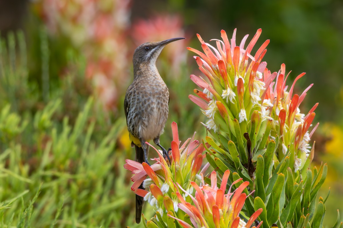 Cape Sugarbird - ML646521588