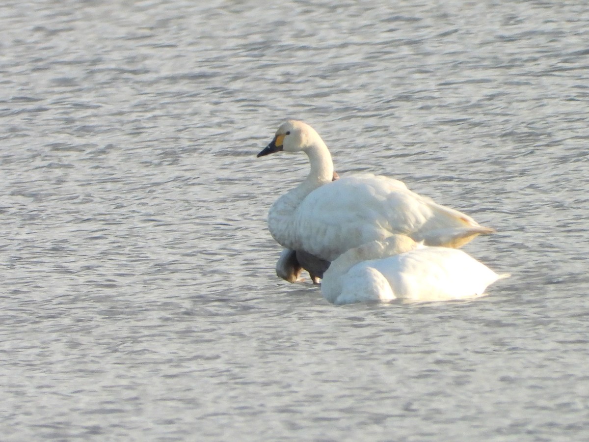 labuť malá - ML646521589