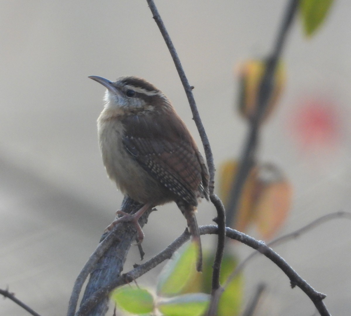 Carolina Wren - ML646521590
