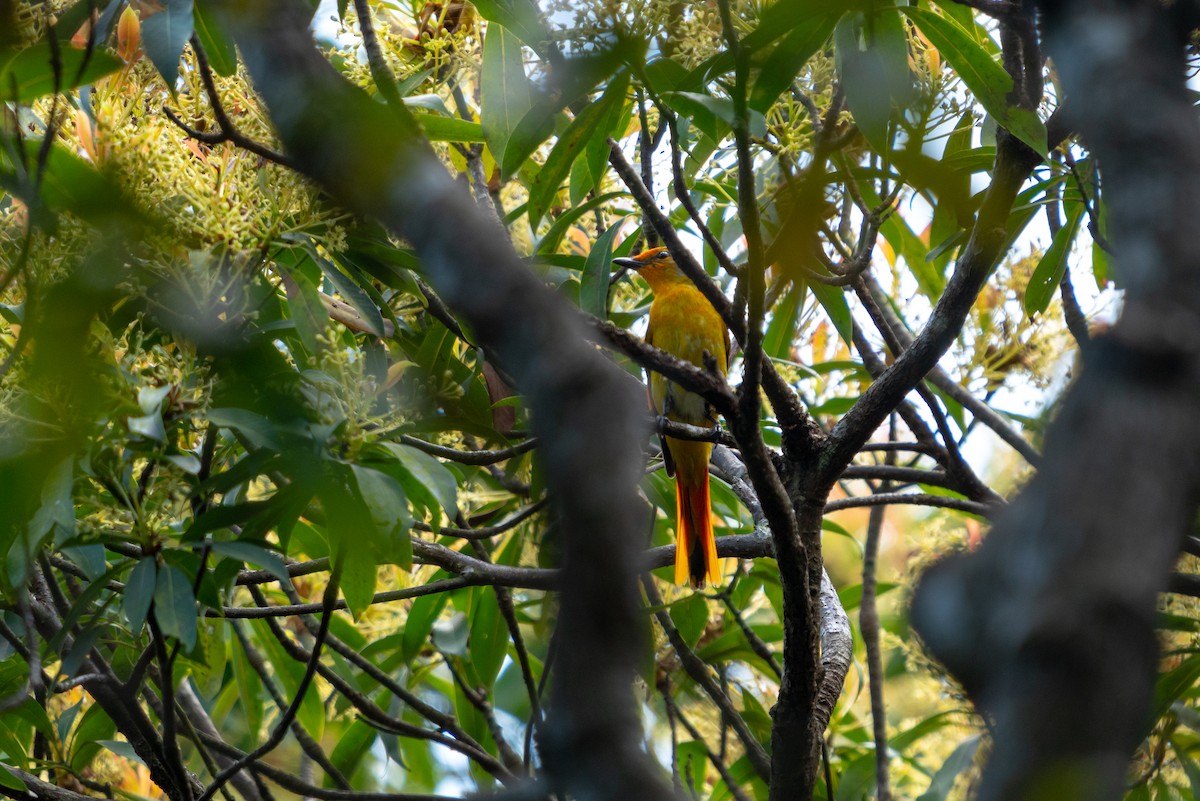 Scarlet Minivet (Scarlet) - ML646521593