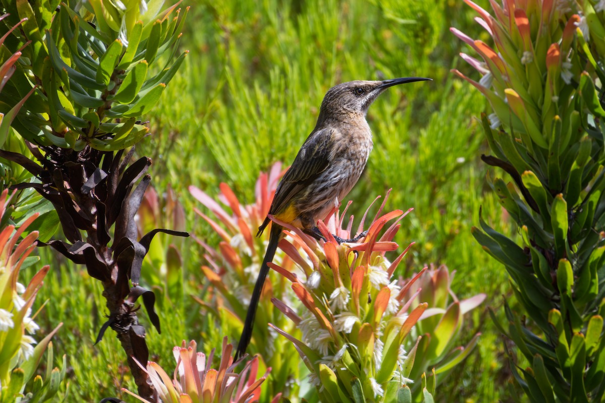Cape Sugarbird - ML646521594