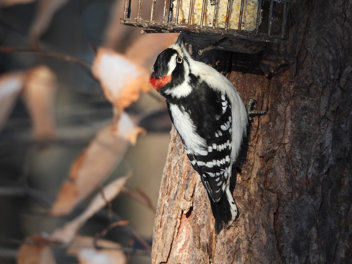 Dunenspecht - ML646521595