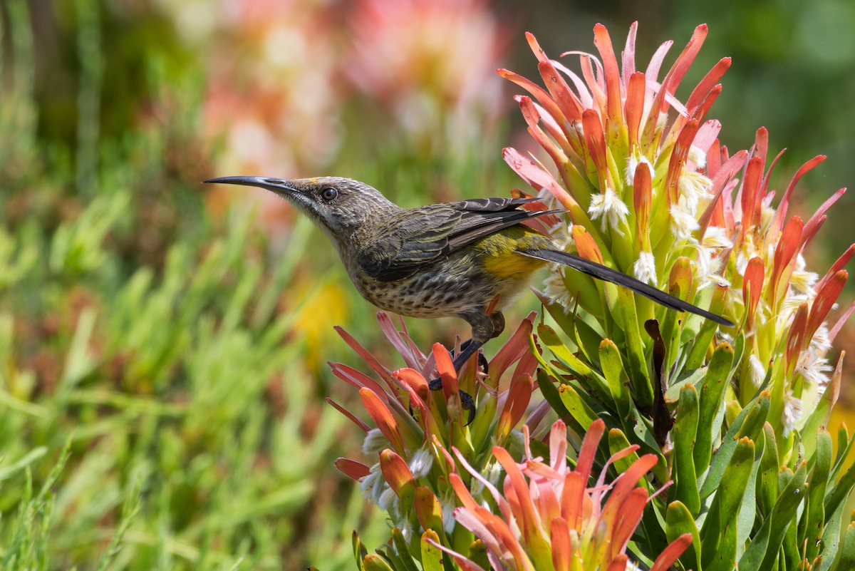 Cape Sugarbird - ML646521597