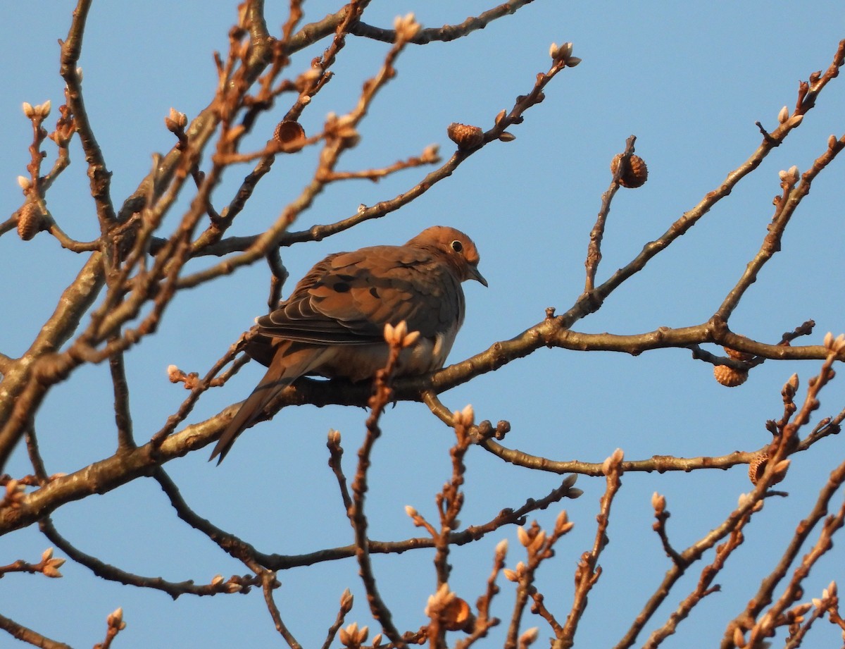 Mourning Dove - ML646521599