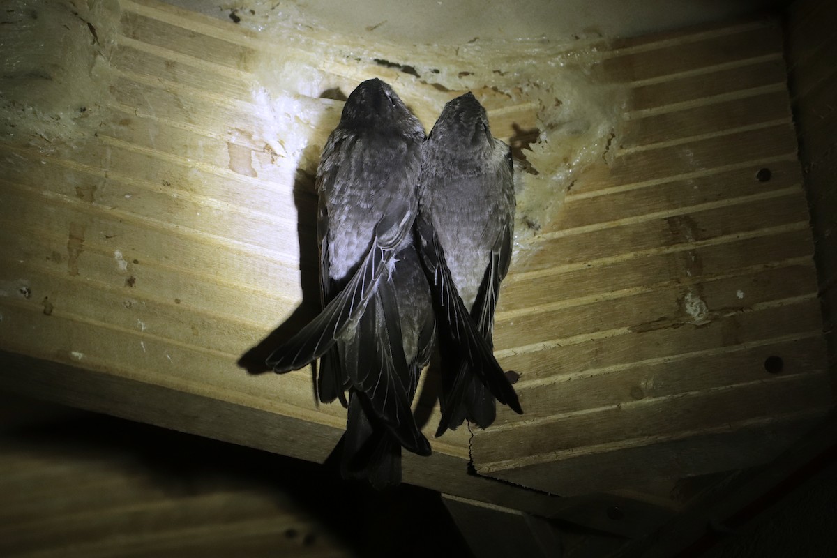 White-nest Swiftlet (Germain's) - ML646521603