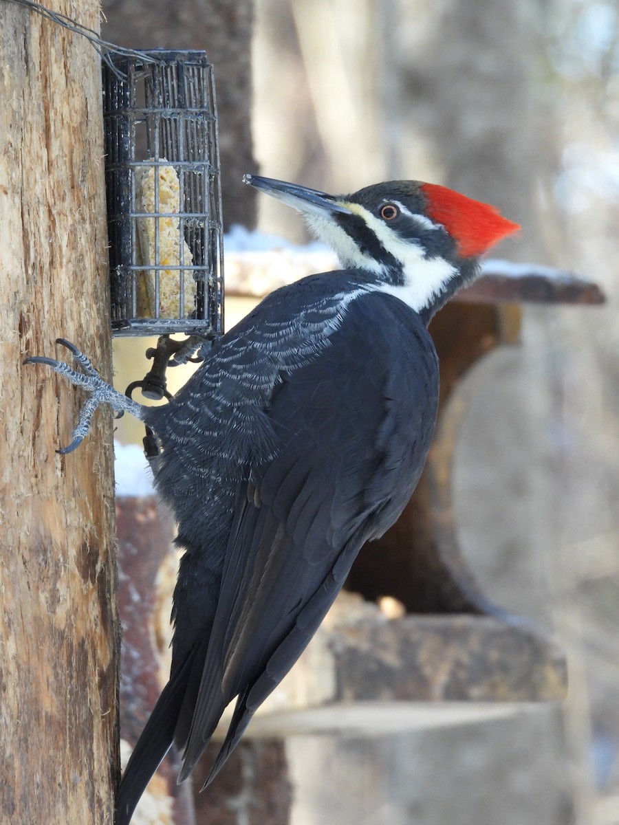 Pileated Woodpecker - ML646521608