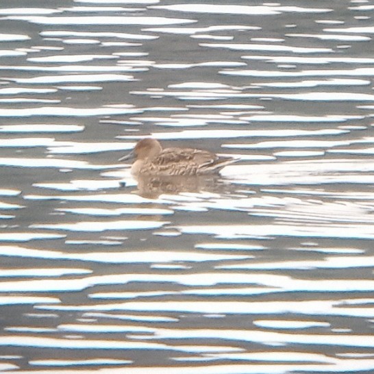 Northern Pintail - ML646521618