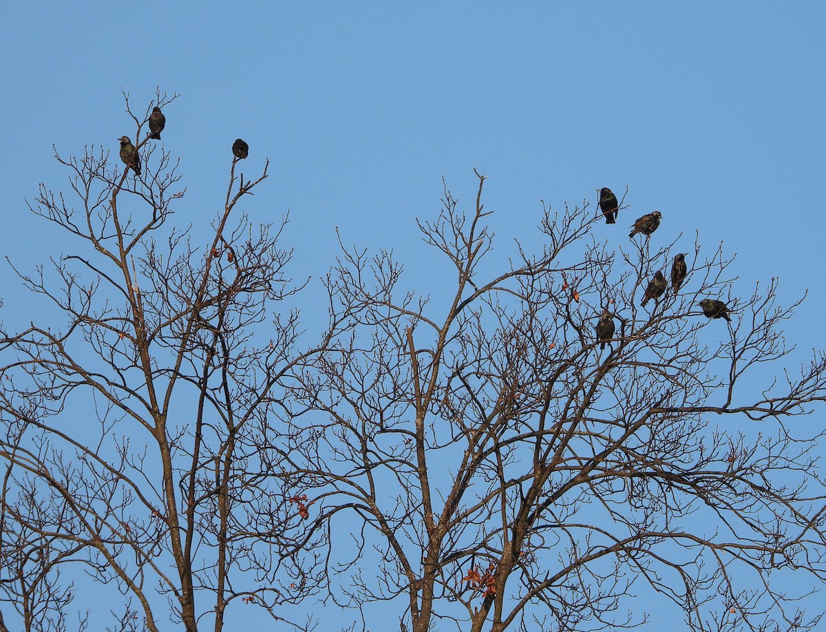 European Starling - ML646521619