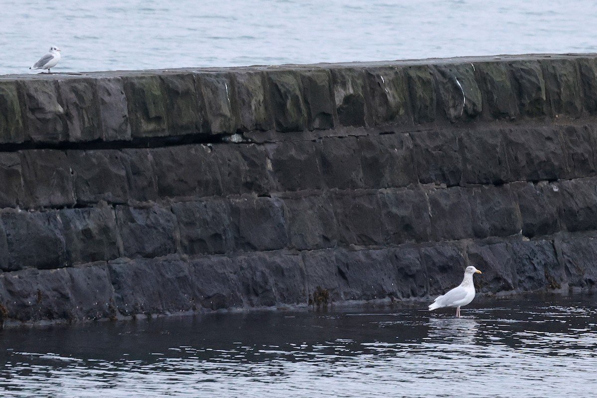 Моевка - ML646521621