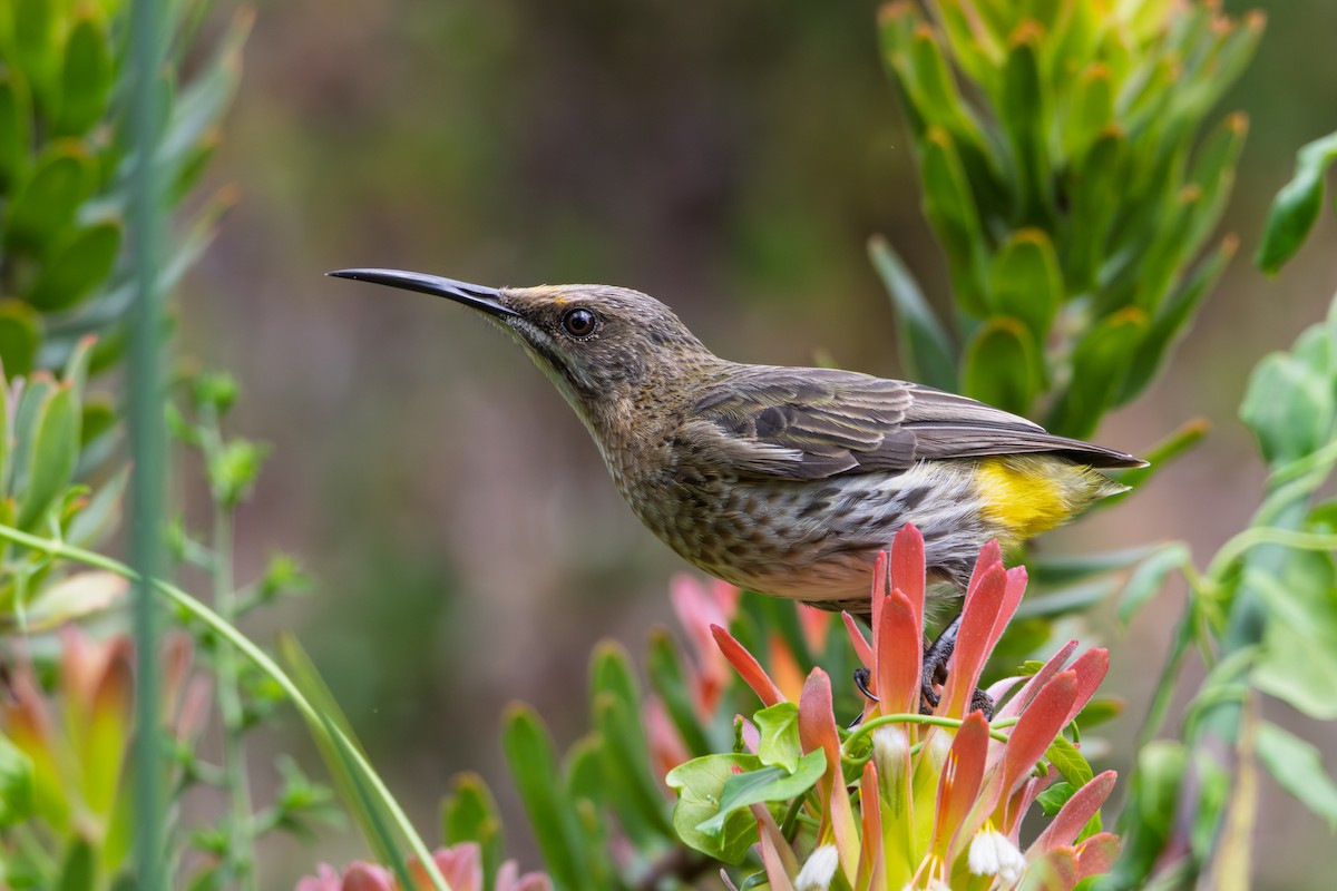 Cape Sugarbird - ML646521622