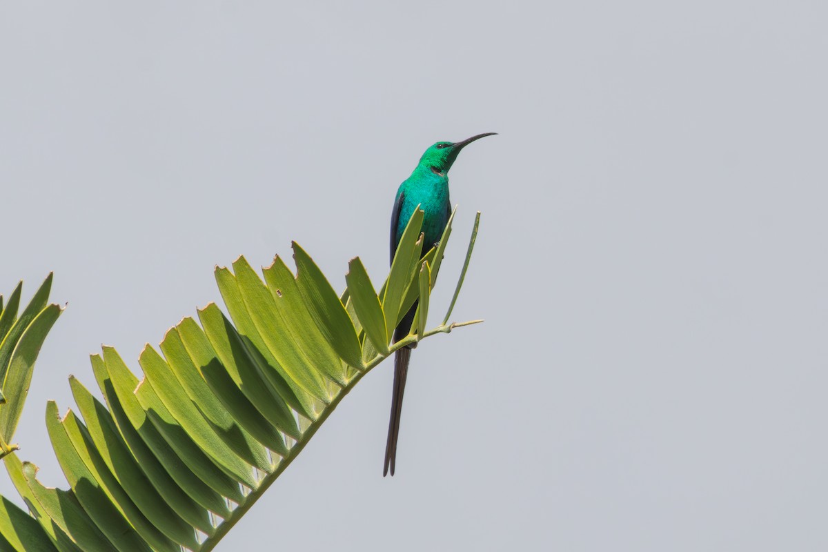 Malachite Sunbird - ML646521623