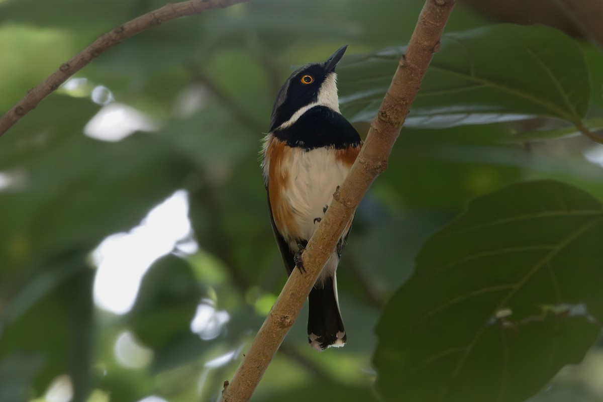 Cape Batis - ML646521630